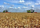 В пострадавшей от засухи Новосибирской области урожай зерновых планируют ниже на 35%